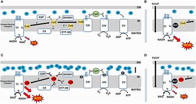 Role of Mitochondrial Reverse Electron Transport in ROS Signaling: Potential Roles in Health and Disease